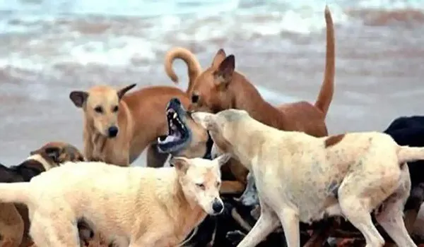 Madhya Pradesh: इंदौर में बेसहारा कुत्तों के गुप्तांगों पर ‘‘मजे के लिए’’ पेट्रोल छिड़क रहे थे दो लोग, मामला दर्ज